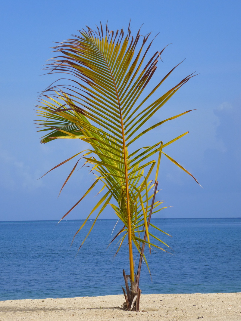 nature, tourism, horizon, summertime, ocean, sea, palm, central america, sand, sky, holiday, season, tree, tropical, land, day, growth, tranquility, roatan