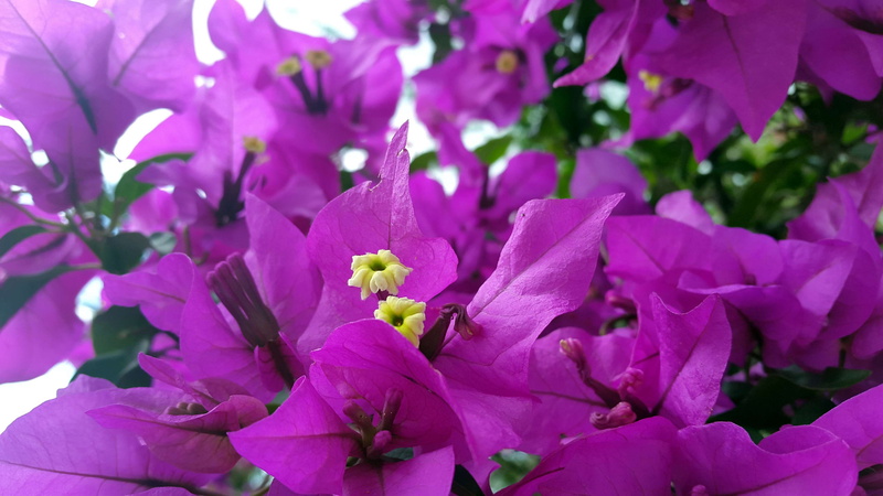 flower, springtime, pollen, close-up, full frame, beautiful, purple, beauty in nature, flowering plant, plant, bunch of flowers, no people, growth, selective focus