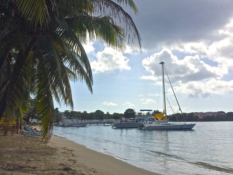 plant, 2K, sailboat, tree, sea, yacht, roatan, coconut palm tree, seaside, land, palm tree, honduras, nature, water, half moon bay, scenics - nature, dock of the bay