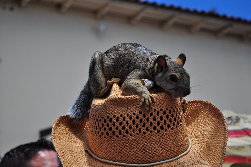 focus on foreground, man with squirrel, Squirrel, portrait, Man, pest, 4K, whisker, rodent, animal body part, pets, animal wildlife, animal themes, vertebrate