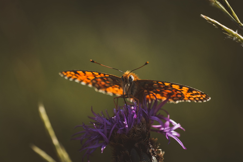 fragility, nature, close-up, plant, flight insect, edelfalter, animal wing, close up, outdoors, purple, flowering plant, pollination, 2K, flower, no people
