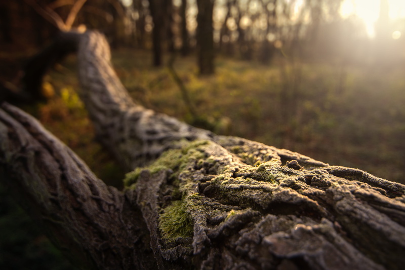 rock - object, outdoors, focus on foreground, day, close-up, trunk, log, environment, rock, forest, no people, moss, nature, tree, tree trunk, winter, beauty in nature