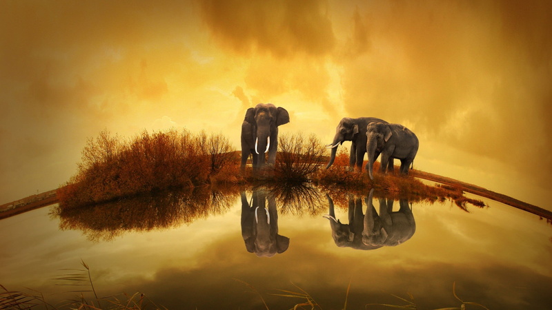 no people, animal themes, sunset, reflection, nature, group of animals, outdoors, animal, cloud - sky, animals in the wild, 2K, sky, two animals, animals