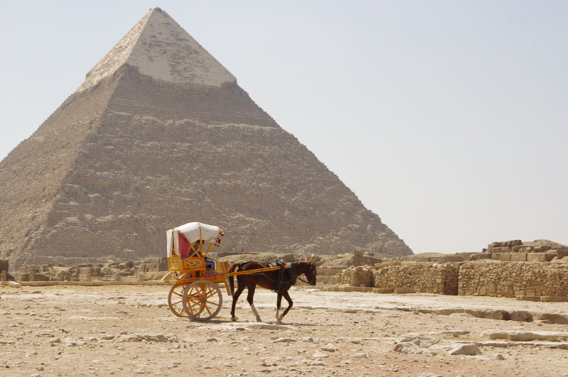 animal, domestic, ancient, pets, desert, pyramid, nature, sand, livestock, history, domestic animals, pharaonic, horsedrawn, horse cart, horse, ancient civilization