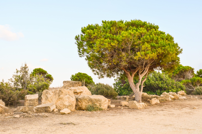 environment, summer, desert, rock formation, beauty in nature, scenics - nature, travel, cyprus, outdoors, ancient, nature, trees, sky, landscape, 5K