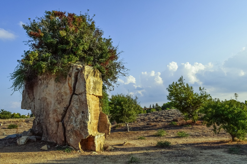 unesco heritage site, green color, sunlight, field, outdoors, cyprus, plant, no people, landscape, historic, non-urban scene, nature, tree, clouds, archaeology