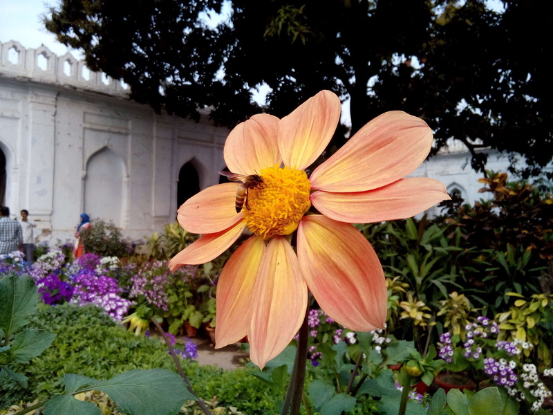 orange, growth, nature, vulnerability, india, petal, flowering plant, pollination, fragility, inflorescence, no people, outdoors, freshness, flower, shahi hamam