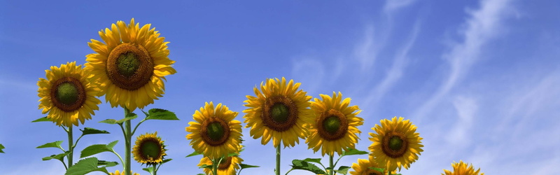 dual screen picture images, petal, nature, flowering plant, vulnerability, freshness, blue, yellow, sunflower, fragility, growth, day, close-up, 1080P