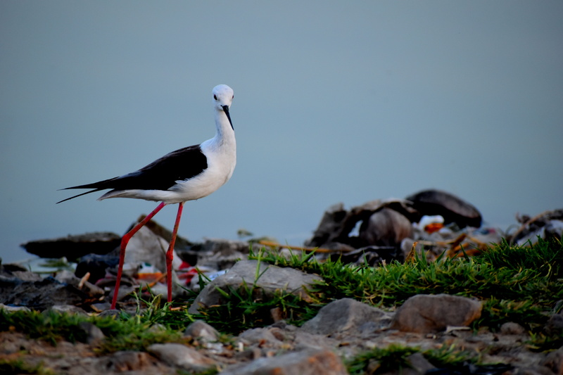 vertebrate, perching, water, copy space, india, stork, sky, animal wildlife, 5K, land, animal, photography, one animal, animals in the wild, nature photography