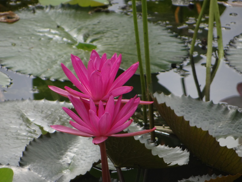 landscape, red, vulnerability, leaf, ujjain, gardening, branch, floating on water, beauty in nature, lake, green, india, season, inflorescence, nature
