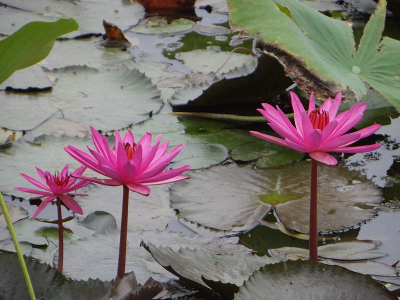 freshness, blossom, botany, plant part, country, Lotus, nature, Pond, environment, leaf, water, aquatic, flower, asia, close-up, natural, green, gardening