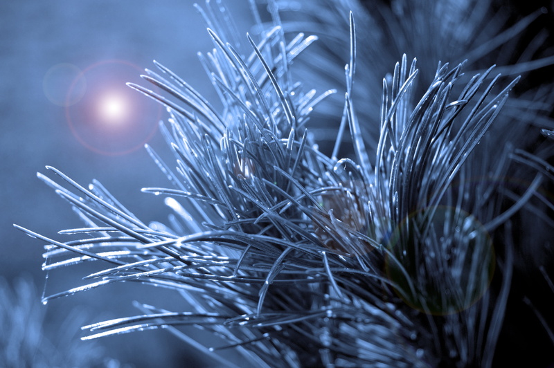 growth, plant, beauty in nature, no people, pine branch, light - natural phenomenon, night, cold temperature, needle - plant part, 5K, close up, grass