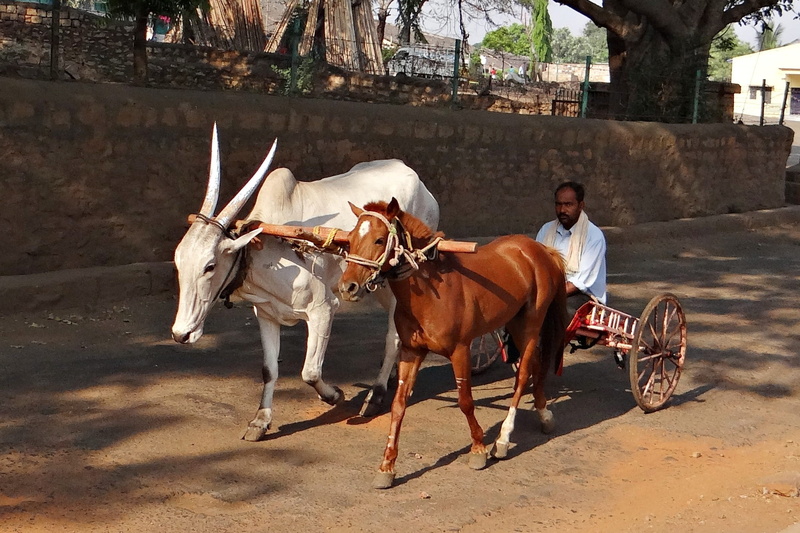 livestock, domestic, gokak, Hybrid, full length, pony cart, pets, ride, horse, india, Pony, incredible, Ox Cart, sunlight, herbivorous, animal wildlife
