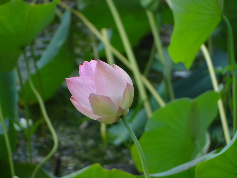 season, gardening, pink, color, colorful, aquatic, flowering plant, ujjain, plant stem, blossom, park, fresh, scenery, scenic, Flower, no people, colourful