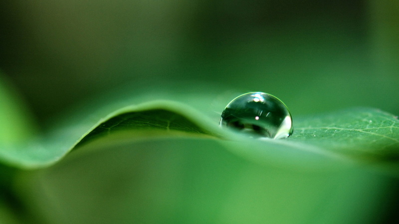 extreme close-up, green, macro, no people, leaves, nature, sphere, purity, soft focus, plant part, shiny, 1080P, water, leaf, fragility, studio shot, water drops