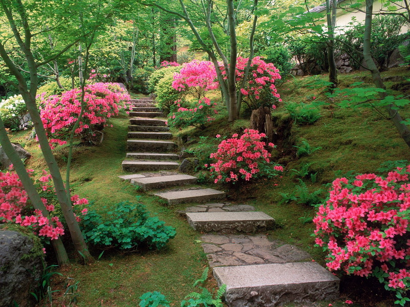azaleas, japanese, 720P, garden