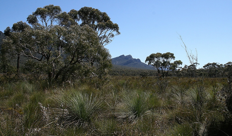scenics - nature, animal wildlife, arid climate, marsh, desert, climate, grass, semi-arid, tree, nature, dry, travel destinations, travel, australia, day