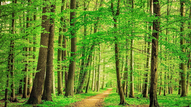 forest, nature, dirt road, beech, Germany, trees, 1080P, leaves