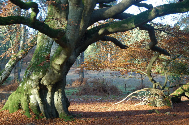 leafy, old, park, tree Trunk, beside, tranquility, landscape, trunk, branch, foliage, beech tree, beauty In Nature, outdoors, green, large, day, ground