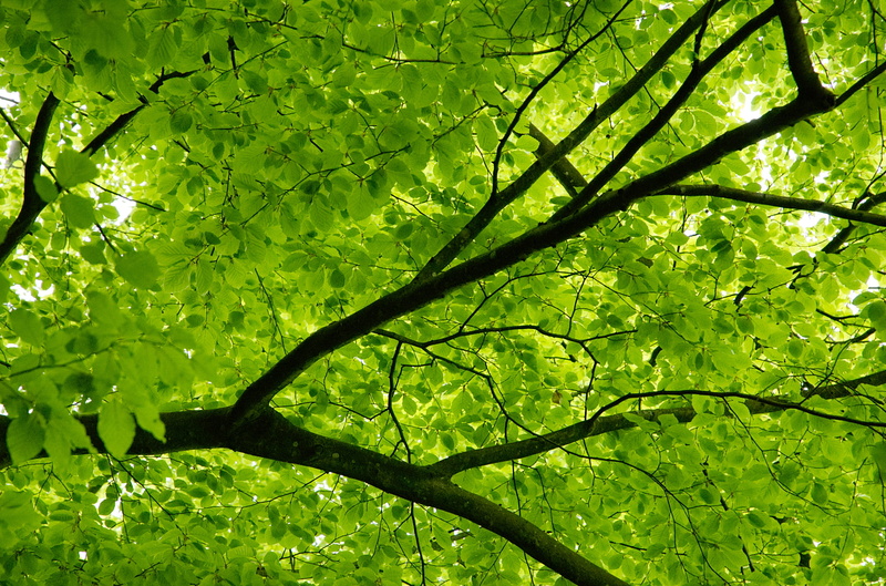 green color, branch, growth, day, no people, 2K, beech, tree canopy, leaf, forest, tranquility, beauty in nature, protect, leaves, foliage, aesthetic