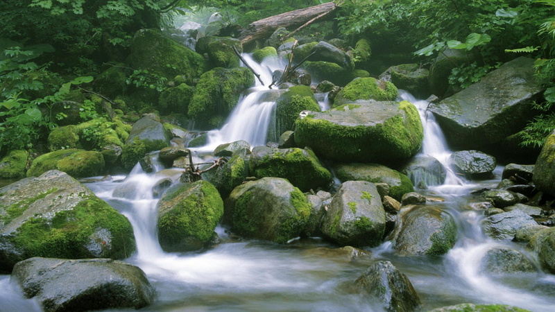 stream, beautiful, japanese, 1080P, beech forest, water, 3d and abstract, japan