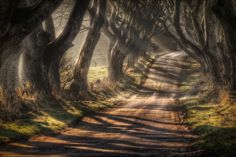 Antrim County, the road Bregagh Road, Northern Ireland, Ballymoney, 1080P, Dark alley, autumn, trees