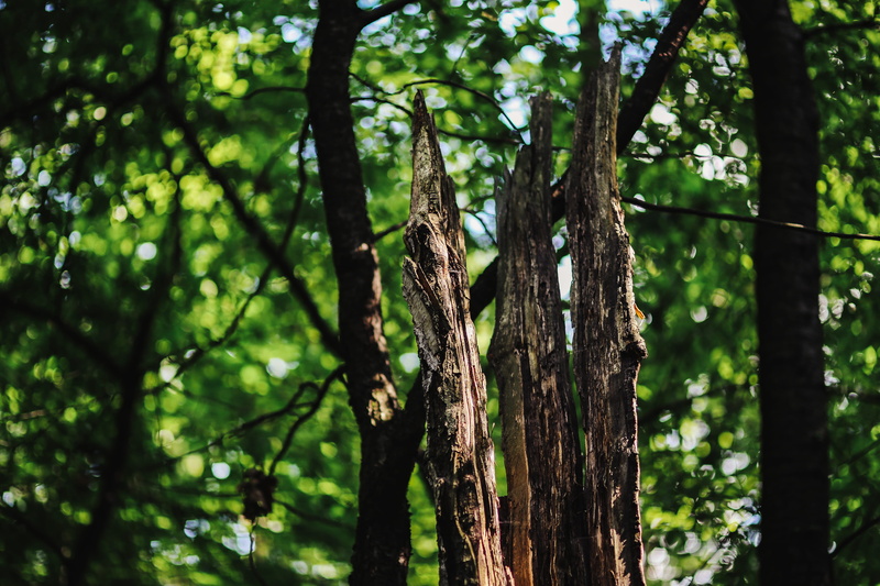 focus on foreground, bamboo - plant, tree Trunk, green Color, trunk, plant, wood, scenics, summer, landscape, tranquility, outdoors, leaf, backgrounds
