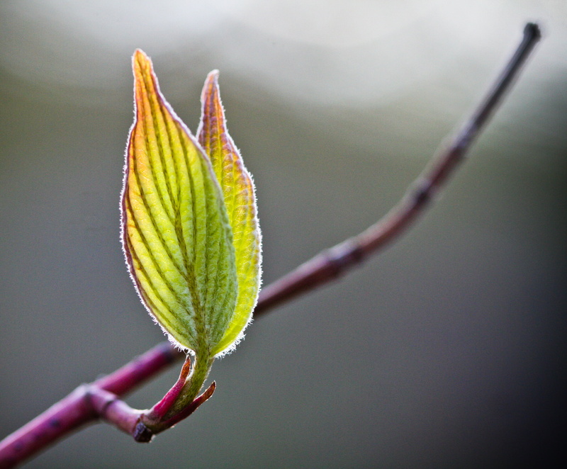 nature, leaf, branch, green, 2K, Leaves  green, close-up, plant, macro, green leaf, tree, Fresh, photographt