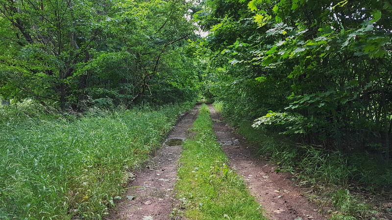 the way forward, trees, tranquility, tranquil scene, street, outdoor, growth, vacation, fantasy, space, road, person, middle, meadow, spring, direction