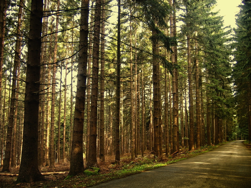 shot, nature, coniferous forest, land, trees, plant, day, daytime, environment, away, color Image, scenics - nature, fir forest, pine tree, conifers, road