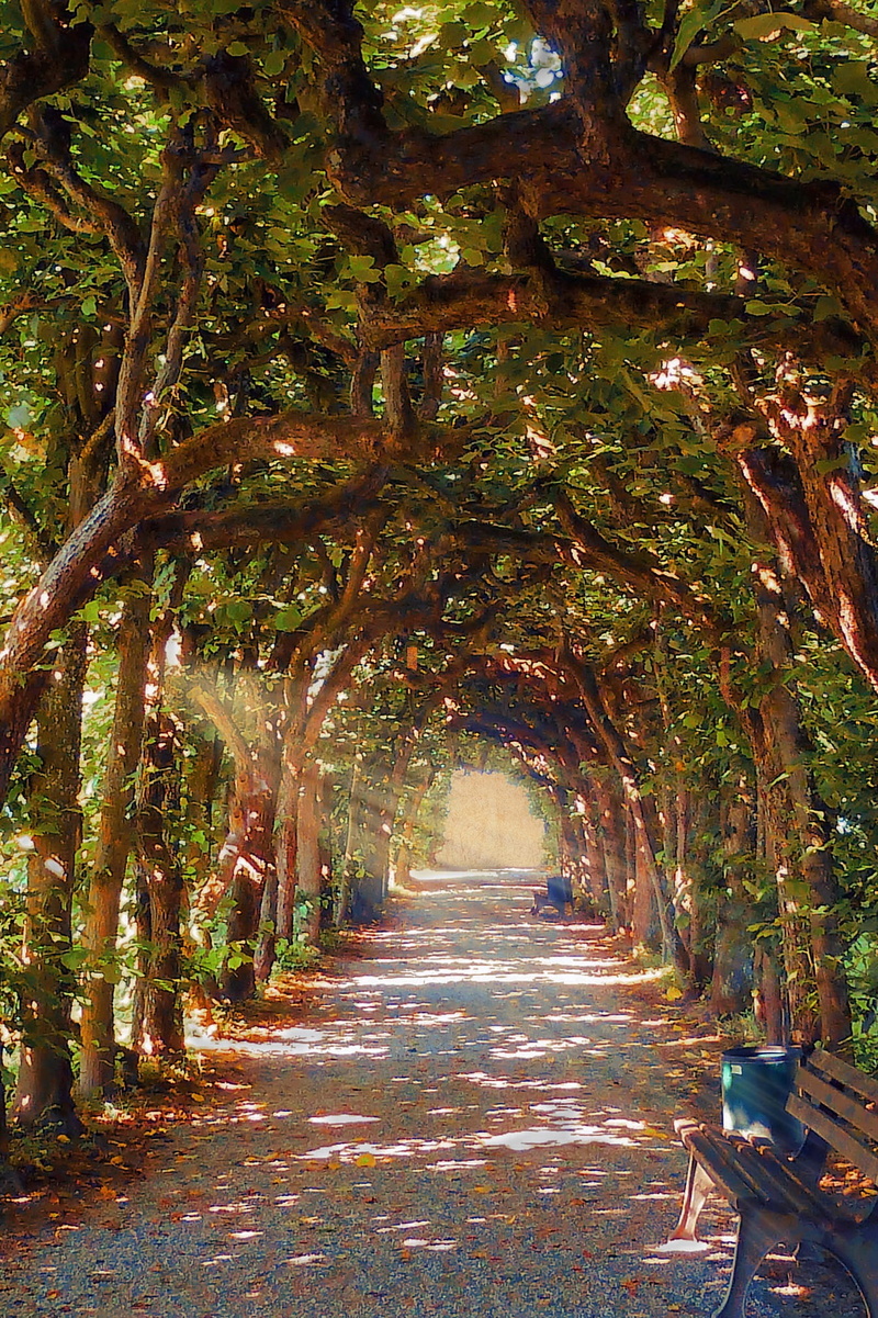 growth, covered, street, landscape, tree alley, empty, romantic, the way forward, sun rays, outside, forest, plant, treelined, 1080P, green Color, scenic