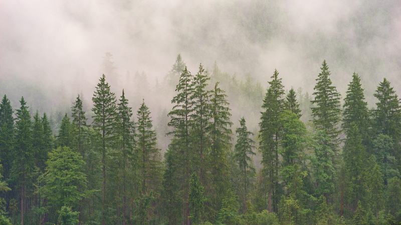 5K, beauty in nature, growth, green color, scenics - nature, coniferous tree, woodland, trees, pine woodland, outdoors, tranquil scene, no people, nature