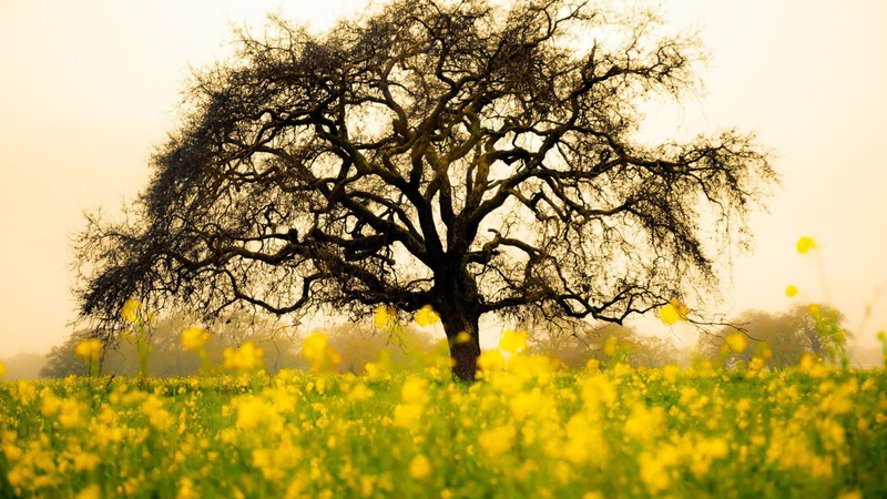 scenics - nature, autumn, countryside, beauty in nature, bark, rapeseed, plant, sky, fall, summer, flowering plant, forest, grass, tranquility, season