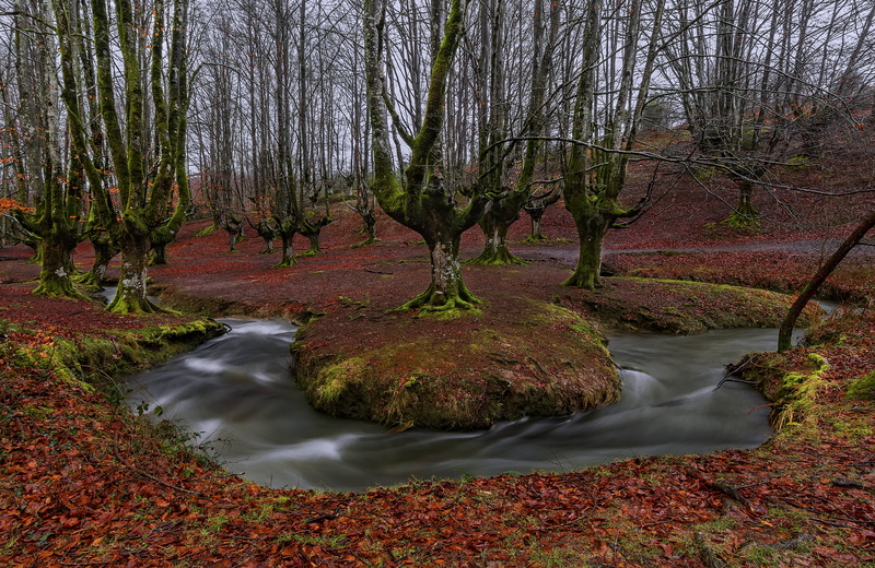 forest, leaves, moss, 5K, spain, alava, country, trees, stream, water, beech, autumn, bizkaia, basque, river
