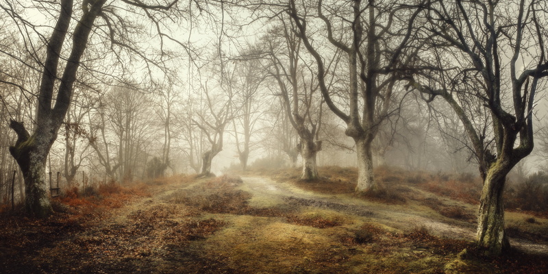 forest, 5K, Basque Country, fog, Spain