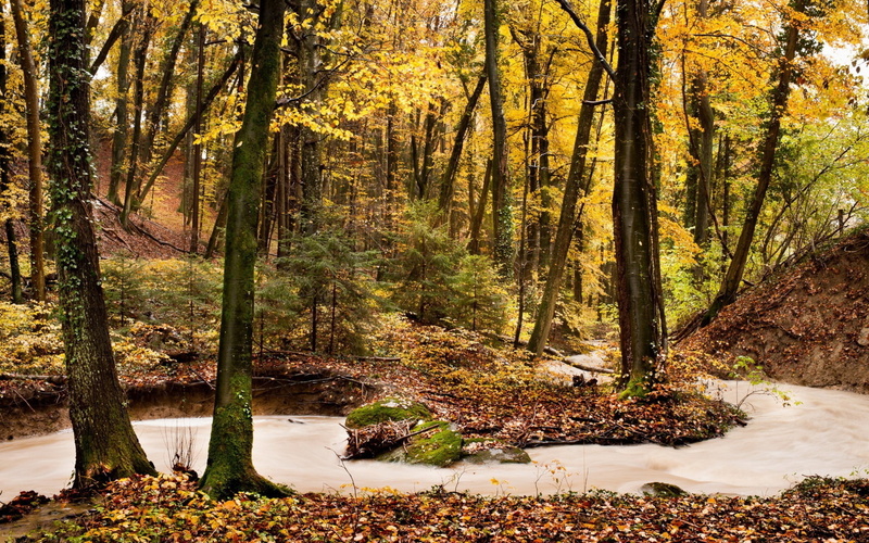 branch, leafed, flowing, tranquility, trees, vibrant Color, forest, season, day, no People, orange Color, lush Foliage, bush, water, sunlight, mountain