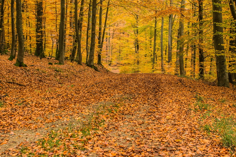 leaf, mulch, plant, environment, nature, outdoors, walk, tranquility, scenics - nature, fall leaves, forest, beech wood, change, autumn colours, growth