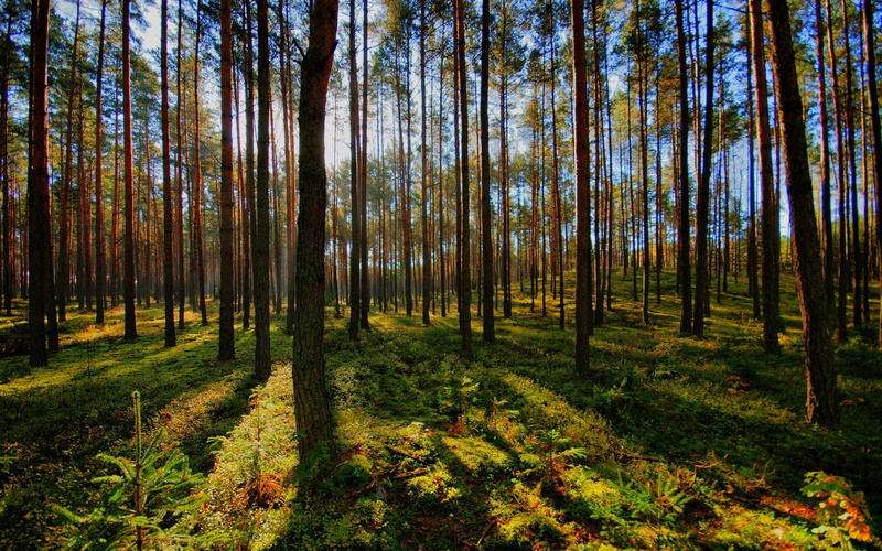 green, sunlight, sunrise - Dawn, plant, wilderness Area, coniferous Tree, rural Scene, tree, tree Trunk, summer, environment, forest, non-Urban Scene, yellow