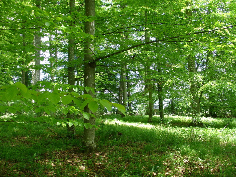 footpath, beech wood, green, glade, non-Urban Scene, walk, Forest, tree, color Image, foliage, relax, grass, leaf, 1080P, springtime, green Color, no People