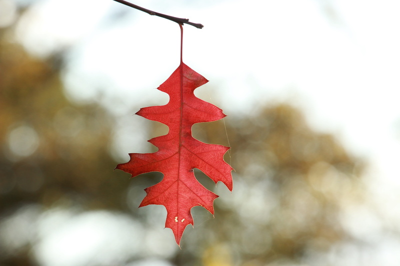 green, day, selective focus, colors, beautiful, colorful, color, maple, plant, red, hanging, maple leaf, autumn, blossom, outdoors, change, rose, fall colors