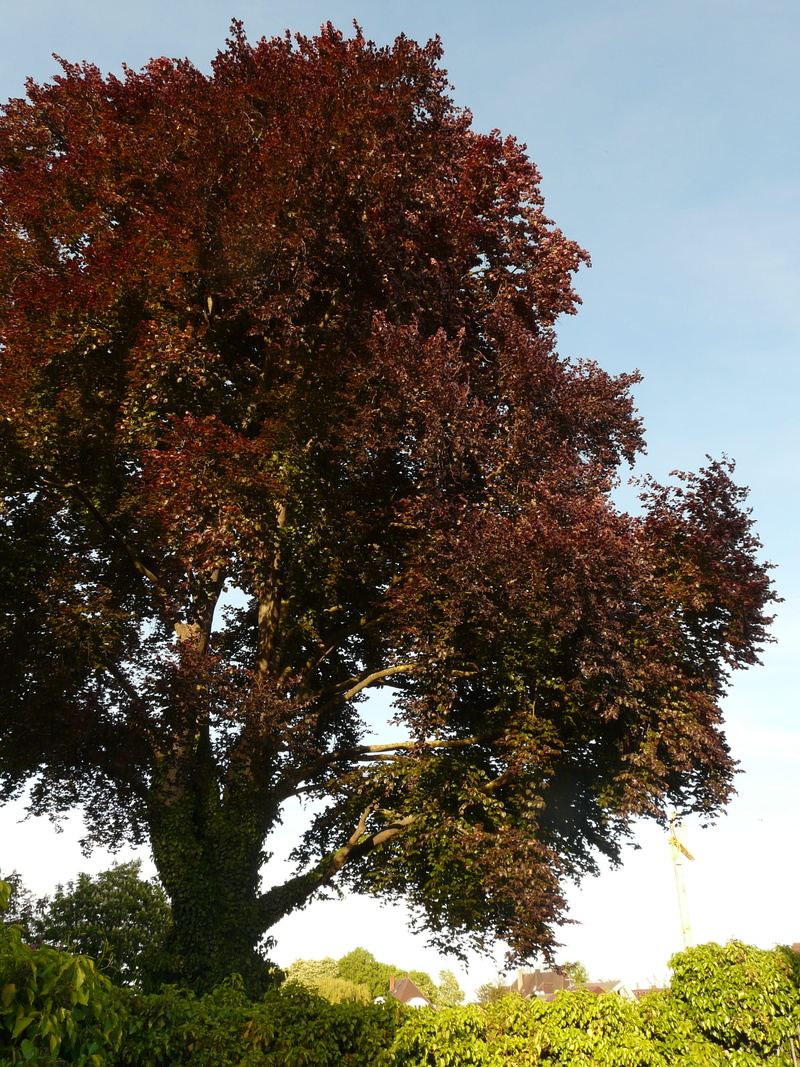 back light, beech, plant, tree, fagus sylvatica, 2K, day, growth, autumn forest, orange color, fagus, bright, scenics - nature, beauty in nature, nature