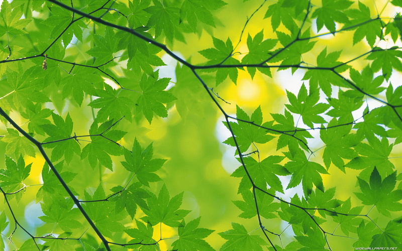 bright, beech Tree, sunlight, pattern, maple leaf, season, color Image, beauty In Nature, low angle view, close-up, leaf, no People, woodland, leafed, tree