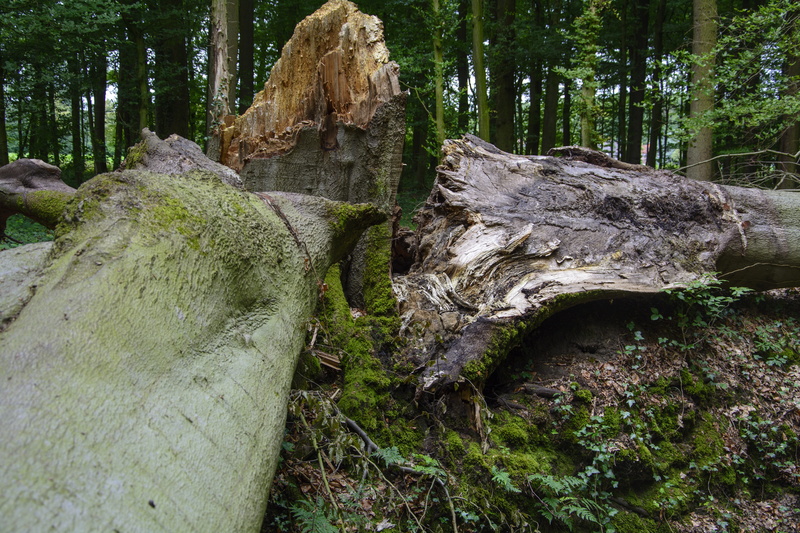 wood - material, trunk, force of nature, growth, flowing water, forest, trees, damage, land, outdoors, 5K, day, scenics - nature, rock, destroyed, beauty in nature