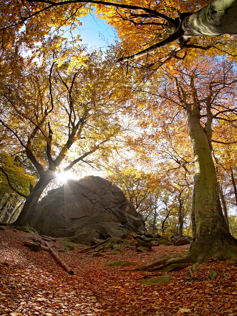 tree branches, branch, tree trunk, plant part, foliage, day, leaf, peace, deciduous tree, land, Rock, Stone, leaves, growth, autumn colors, the ore mountains