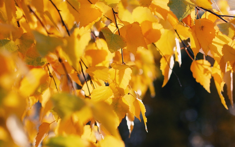 park - Man Made Space, selective focus, growth, woodland, yellow, multi Colored, beech Tree, season, colors, gold Colored, leaf, 1080P, light - Natural Phenomenon