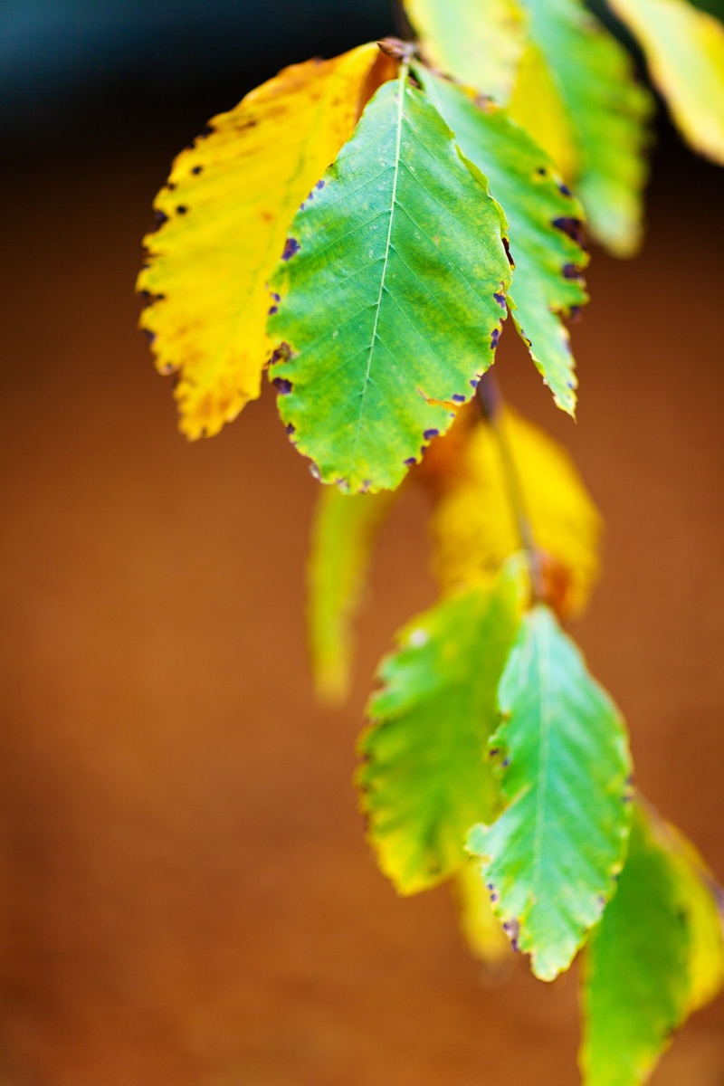 color, tree, plant part, freshness, green color, no people, leaf, 1080P, autumn, flora, yellow, brown, leaves, fragility, branch, beech, growth, seasonal