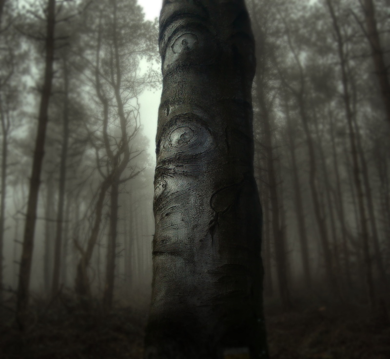 tree, plant, forest, beech, growth, Trees, tree trunk, spirituality, trunk, woodland, land, nature, outdoors, Dark, tranquil scene, wood, day, focus on foreground