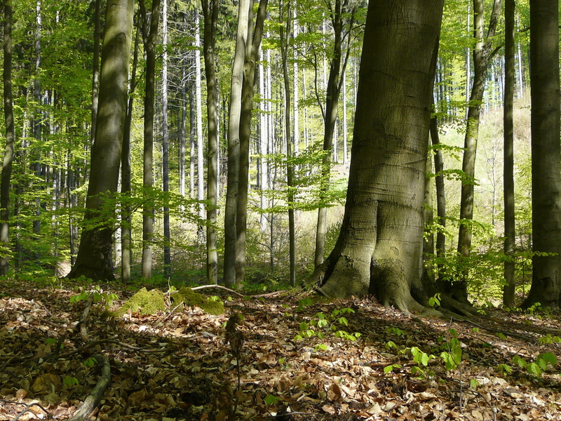 environment, bamboo - plant, scenics, plant, tree trunk, beech forest, nature, no people, growth, 2K, spring in the forest, leaves, rainforest, beech
