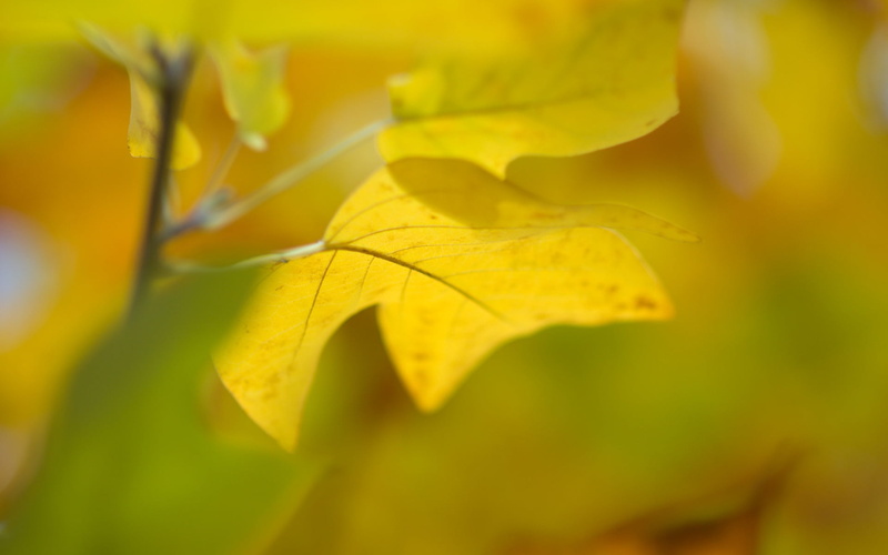 no People, growth, sunlight, macro, botany, freshness, sheet, tree, plant part, close-up, lush Foliage, change, season, vibrant Color, backgrounds, background