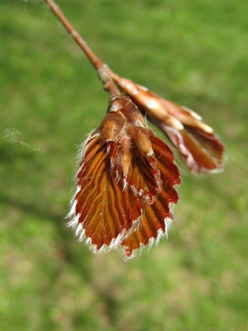 tree, one animal, close up, butterfly, beech, beauty in nature, outdoors, no people, animal wildlife, 5K, plant, close-up, leaf, animals in the wild, animal wing